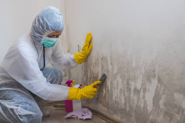 Best Mold Damage Repair  in Clyde, NY