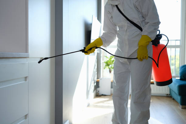 Best Office Mold Removal Services  in Clyde, NY