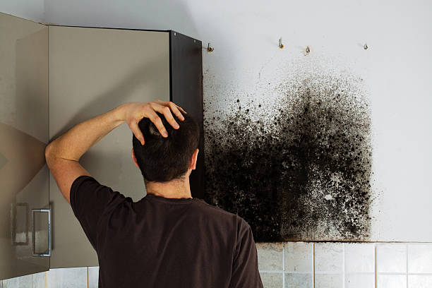 Professional Mold Removal in Clyde, NY